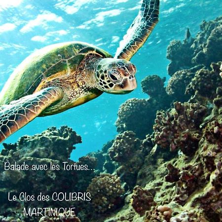 Lodge Pamplemousse Avec Piscine Privative , Dans Parc Calme A 500 M Plage Le Carbet Buitenkant foto